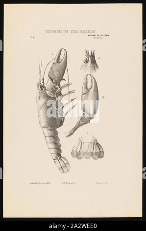 Lithographische Beweis, Einfarbig (schwarz) - Cherax destructor Yabby,, Ludwig Becker, eine einzelne Farbe (Schwarz) lithographischen Nachweis einer Cherax destructor Yabby, durch Ludwig Becker für die Platte 29 im Prodromus der Zoologie von Victoria von Frederick McCoy Stockfoto