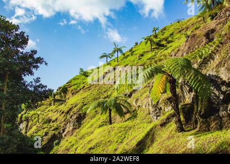 Parque Natural da Ribeira dos Caldeiroes, Sao Miguel, Azoren, Portugal Stockfoto