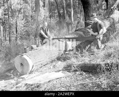 Glas Negative-Kommission Elektrizität, Big Creek, Victoria, Sep 1945, Teil eines großen fotografischen Sammlung von Glas- und Filmnegative, Fotos und Fotoalben, im Zusammenhang mit der Entwicklung der elektrischen Energieversorgung Industrie in Victoria, betrieben von der Staatlichen Kommission Elektrizität von Victoria (SECV) von 1919 bis 1993 und verschiedene Vorgänger private und kommunale Stromversorgung unternehmen Zurückgehen auf den späten 1880s Stockfoto