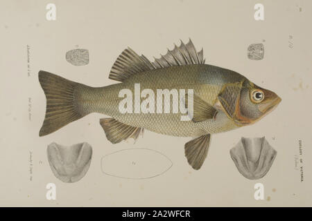 Lithographische Proof-lithographischen Tinte und Bleistift auf Papier, Farbe Beweis für Platte 14 im Prodromus der Zoologie von Victoria von Frederick McCoy Stockfoto