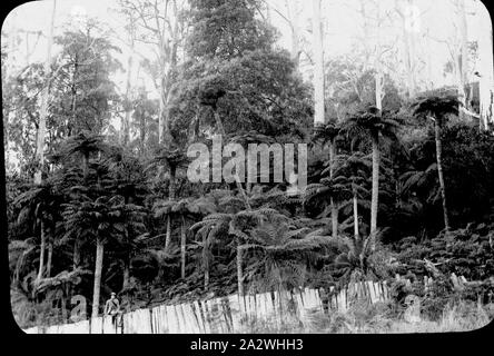 Laterne Folie - Dandenongs, Victoria, Datum unbekannt, ein schwarz-weiß Bild von Vegetation in den Dandenongs, Vernichtung durch Feuer verursacht und die berühmten australischen Naturforscher Archibald James Campbell saß auf dem Zaun Stockfoto