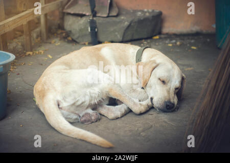 Ein armer, nette, ruhige, einfache Labrador schlief auf dem schmutzigen Boden auf einem gewöhnlichen Hof. Stockfoto