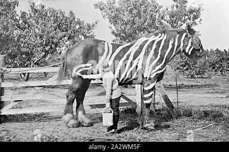 Negative - Junge Malerei Zebra Streifen auf einem Pferd, Merrigum, Victoria, um 1910, Teil der Lilian Louisa Pitts Sammlung. Lilian Pitts fotografiert, bearbeitet und ihre Fotografien von ungefähr 1910 gedruckt. Die Sammlung ist auf ihr Leben in der Obst- und molkereiwesen Gemeinschaft von Merrigum, einer Stadt westlich von Shepparton, in Goulburn Valley. Lilian Pitts 1872 geboren wurde, kam sie in Merrigum mit ihrer Familie im Jahre 1893 und gestorben 1947. Dieses Bild wurde in einer verwendet Stockfoto