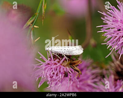 Schwarz-weiß gefleckte nach Vogelkirsche Hermelin Motte (Yponomeuta evonymella) Fütterung auf gemeinsame Flockenblume (Centaurea nigra) Cumbria, England, Großbritannien Stockfoto