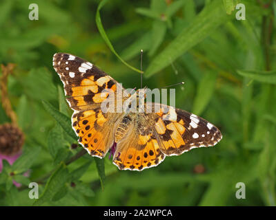 Wunderschön bemalte Lady butterfly (Vanessa cardui) lange Strecke Migranten & stark Flyer ruht auf gemeinsamen Flockenblume (Centaurea nigra) Cumbria, England, Großbritannien Stockfoto