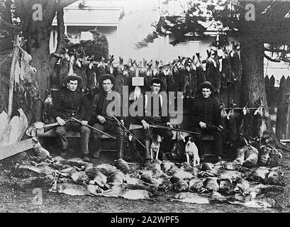 Negative - Ballarat, Victoria, ca. 1898, fünf Männer und deren Hunde mit ihren Fang. Ein Hinweis lautet "159 Hasen in einem Tag Stockfoto