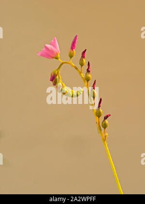 Kleine rosa Blume auf Curling Blume - Spike von Drosera capensis oder Cape Sonnentau Cumbria, England, Großbritannien Stockfoto