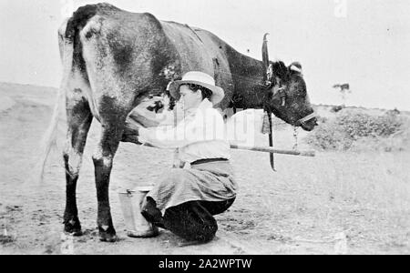 Negative-Melken einer Kuh, Nandaly, Bimbourie, Victoria, von Bill Boyd, 1920, Schwarze und Weiße Fotonegativ der weiblichen Landwirt, durch die der Fotograf William (Bill) Boyd. bildlich darstellen, die landwirtschaftliche Tätigkeiten Familie und das häusliche Leben der Menschen, die das anspruchsvolle Weizen Grenze des Mallee nieder, vor allem in und um die Städte Nandaly & Meer See. Die Bilder wurden Stockfoto