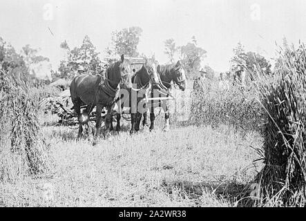 Negative - Regenbogen, Victoria, um 1910, ein Team von drei Pferde mit der Ernte der Getreideernte Stockfoto