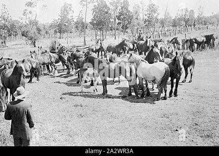 Negative - Regenbogen, Victoria, um 1910, eine große Gruppe von Pferden. Manche Pferde werden von Fohlen begleitet Stockfoto