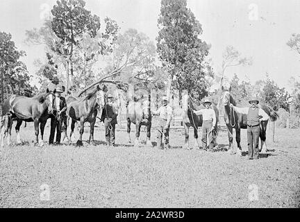 Negative - Regenbogen, Victoria, um 1910, fünf Männer mit Pferden Stockfoto