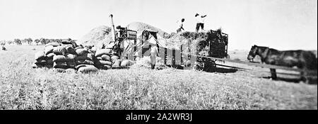 Negative - New South Wales, ca. 1920 ein Fall für Dreschwerk in Betrieb Stockfoto