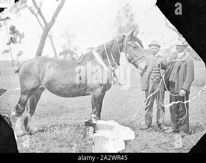 Negative - Regenbogen, Victoria, um 1910, zwei Männer mit einem Champion Pferd. Das Pferd ist das Tragen der Auszeichnung Bänder (der rechten oberen und linken unteren Ecken des negativen fehlen. Es gibt auch einige Emulsion Schäden Stockfoto