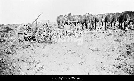 Negative - Manangatang, Victoria, ca. 1930, 8 Pferd und Pflug Stockfoto