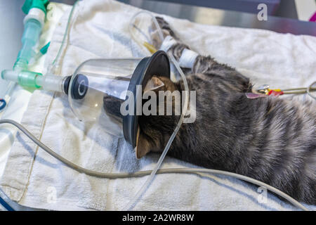 Ekg-Elektrode Plazierung von einem Tierarzt, der auf einer Sedierten Katze mit Sauerstoff Maske Stockfoto