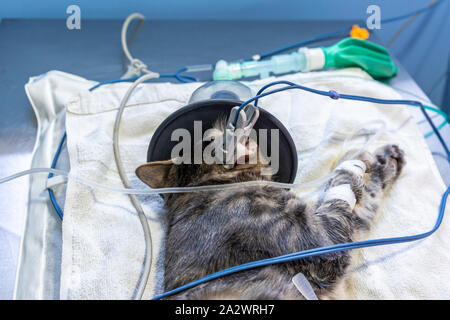 Ekg-Elektrode Plazierung von einem Tierarzt, der auf einer Sedierten Katze mit Sauerstoff Maske Stockfoto