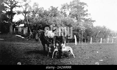 Negative - Carapook, Victoria, ca. 1930, Mann mit Hunden für Fuchs und Hase Jagd verwendet. Er hält die Zügel seines Pferdes Stockfoto