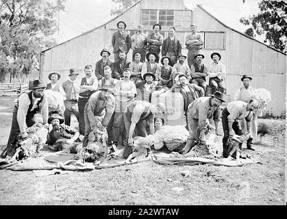 Negative - New South Wales, ca. 1905, Scherer mit Schaf und wolle die Ballen auf "boula" Station. Einige halten die Klinge Schere Stockfoto