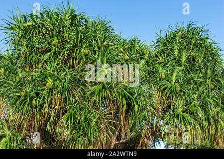 Tahitian screwpine (Pandanus tectorius) mit grünen Früchten - Davie, Florida, USA Stockfoto