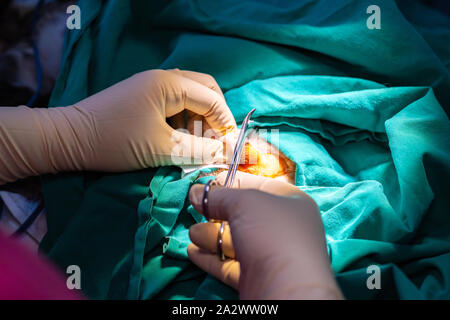 Feline Orchiectomy Technik in tabby Kitten von einem Tierarzt Stockfoto