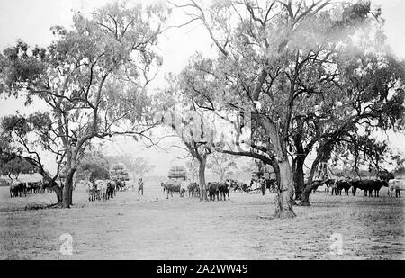 Negative - Wentworth, New South Wales, ca. 1905, Stier Teams mit Wolle Ballen Stockfoto