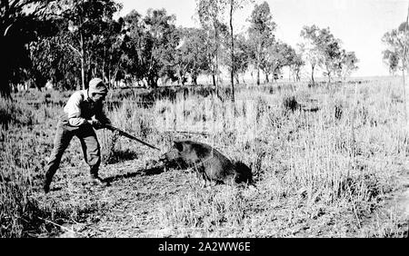 Negative - Schwein schlachten, Mildura, Victoria, 1936, Mann ein Schwein schießen Stockfoto