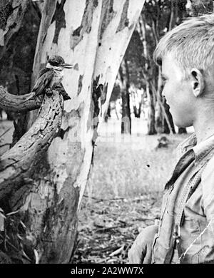 Negative - Shepparton Bezirk, Victoria, ca. 1935, ein Junge zu einem Baby Kookaburra auf einem Zweig suchen Stockfoto