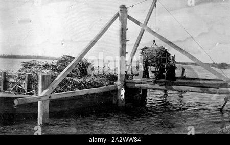 Negative - Palmer Island, New South Wales, 1934, Laden von Zuckerrohr auf einem Schiff auf dem Clarence River Stockfoto