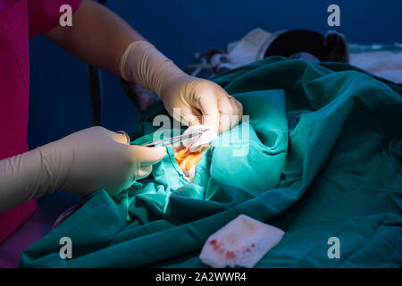 Feline Orchiectomy Technik in tabby Kitten von einem Tierarzt Stockfoto