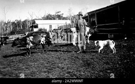 Negative - Pinjarra South, Victoria, ca. 1925, ein Landwirt mit seinen Kühen Stockfoto