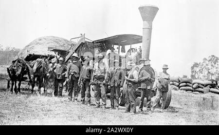 Negative - Whitfield, Victoria, ca. 1920, wyllie's Dreschmaschine Team vor einer Lokomobile Stockfoto