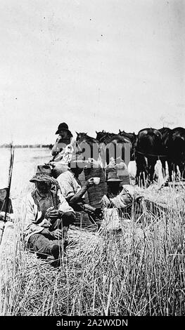 Negative - Shepparton Bezirk (?), Victoria (?), ca. 1925, Feldhäcksler auf einer "Rauch-o". Drei Männer sind, daß der Gleitstift gegen volle Säcke mit einer Frau, die den Kaffee geholt hat. Es gibt vier Pferde im Kabelbaum, und ein Haufen Stroh im Vordergrund. Stockfoto