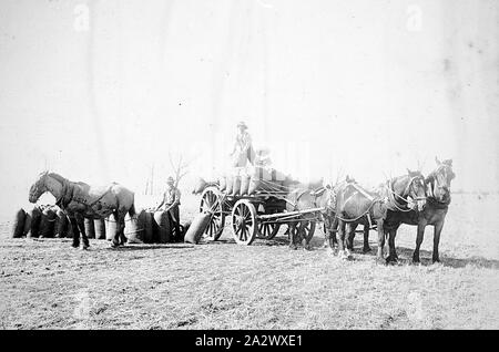 Negative - Shepparton Bezirk (?), Victoria (?), ca. 1925, von Pferden gezogene farm Wagen mit Säcken Getreide geladen wird. Es gibt zwei Männer, eine auf dem Boden bewegen die Säcke vor den Wagen und ein weiteres auf der Oberseite des Wagens. Es gibt auch ein kleines Kind auf der Oberseite des Wagens Stockfoto