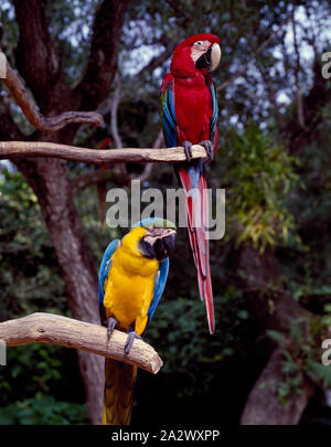 Bewohner von Parrot Jungle und Gärten, südlich von Miami, Florida Stockfoto