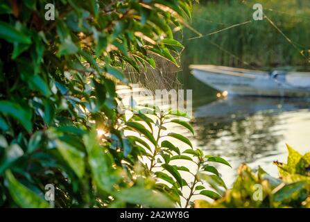 Web auf den Ästen der Bäume gespannt. Viele Spinnweben, spider Königreich über den Fluss, die in der Morgendämmerung im Nebel. Beginn der Kanutour Stockfoto