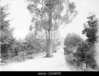 Negative - East Melbourne, Victoria, circa 1885, die Fitzroy Gardens. Es ist ein Mann, der durch einen Zaun auf der rechten Seite Stockfoto