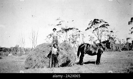 Negative - Carpendeit, Victoria, ca. 1935, zwei Männer carting Heu auf einem Pferd gezogenen Schlitten Stockfoto