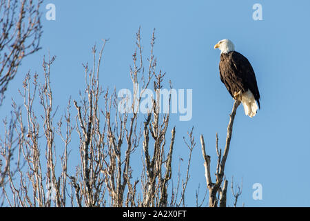 Weißkopf-Seeadler thront in Baumwipfel, Delta, British Columbia, Kanada Stockfoto