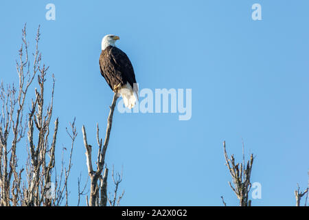 Weißkopf-Seeadler thront in Baumwipfel, Delta, British Columbia, Kanada Stockfoto