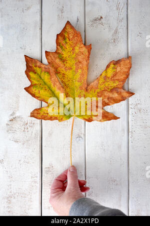 Hand Bigleaf maple leaf über White boards Hintergrund. Vertikales format Schuß von Overhead. Herbst Konzept. Stockfoto