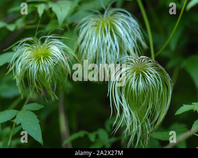 Samen auf eine Clematis, Clematis tangutica Sorte 'Bill McKenzie' Stockfoto