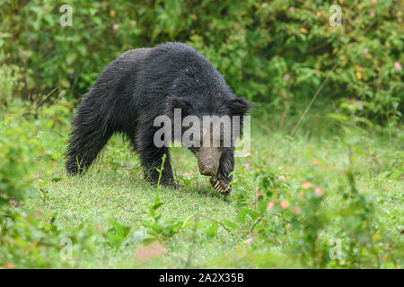 Big Faultiere oder Melursus ursinus gefährdete Arten Begegnung im natürlichen Lebensraum Während der Dschungel Safari. Wildlife Szene mit Gefahr Tier. Stockfoto