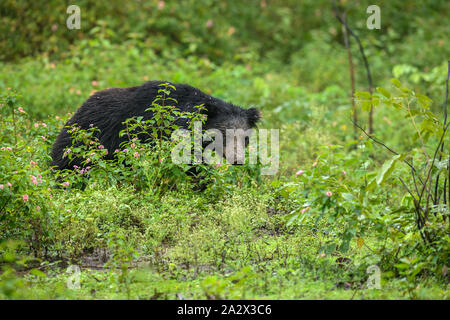Big Faultiere oder Melursus ursinus gefährdete Arten Begegnung im natürlichen Lebensraum Während der Dschungel Safari. Wildlife Szene mit Gefahr Tier. Stockfoto