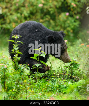 Big Faultiere oder Melursus ursinus gefährdete Arten Begegnung im natürlichen Lebensraum Während der Dschungel Safari. Wildlife Szene mit Gefahr Tier. Stockfoto