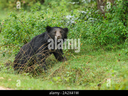 Big Faultiere oder Melursus ursinus gefährdete Arten Begegnung im natürlichen Lebensraum Während der Dschungel Safari. Wildlife Szene mit Gefahr Tier. Stockfoto