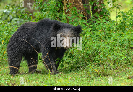 Big Faultiere oder Melursus ursinus gefährdete Arten Begegnung im natürlichen Lebensraum Während der Dschungel Safari. Wildlife Szene mit Gefahr Tier. Stockfoto