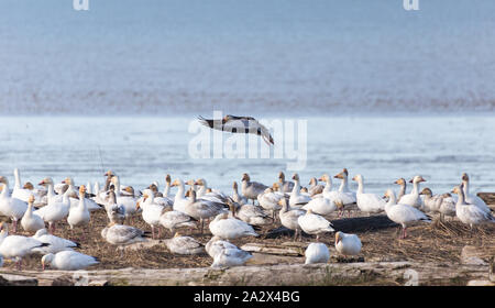 Snow Goose, eine Farbvariante, genannt Blue Goose, blauer Morph Erwachsene, Richmond BC Kanada Stockfoto