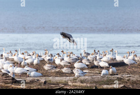 Snow Goose, eine Farbvariante, genannt Blue Goose, blauer Morph Erwachsene, Richmond BC Kanada Stockfoto