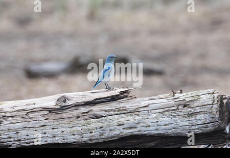 Männlich-Mountain Bluebird in Richmond BC Kanada Stockfoto