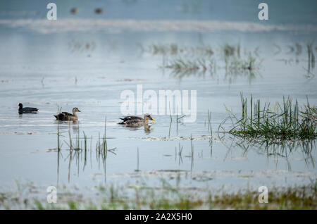 Indische spot-billed Duck ist eine große Dabbling Duck. Es ist ein nicht-wandernden Zucht Ente in Süßwasser-Feuchtgebiete in Indien. Stockfoto